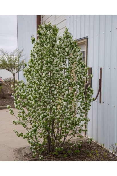 Ірга вільхолиста Слейт солітер